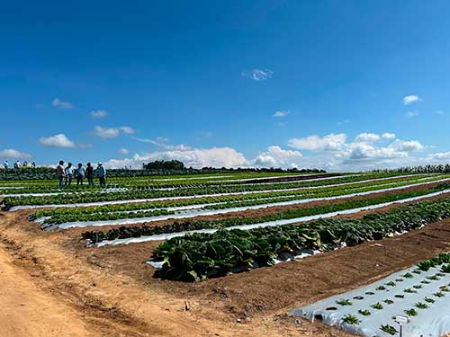 Novas variedades de hortaliças são testadas em Estação Experimental de Ituporanga (SC)