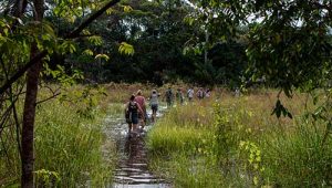 Agropalma apoia PPBio-AmOr em prol da pesquisa e conservação da biodiversidade na Amazônia