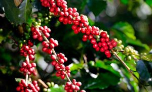 Modernização das lavouras de café é fundamental para ampliar a produtividade