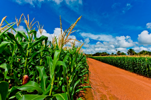 Solução da BASF chega ao mercado brasileiro para contribuir com o controle de cigarrinha-do-milho