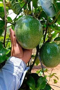Coopercam recebe primeira colheita do Projeto Fruticultura em Campos Gerais