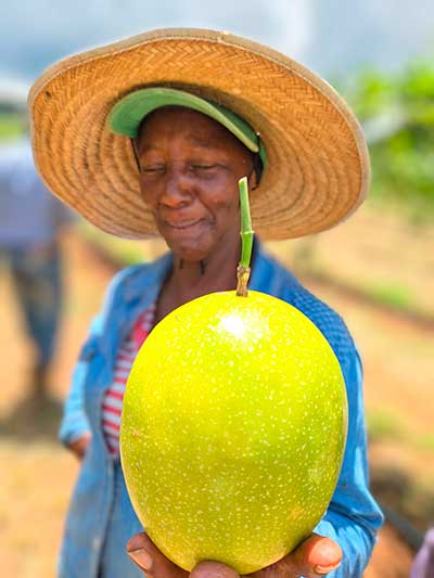 Coopercam recebe primeira colheita do Projeto Fruticultura em Campos Gerais