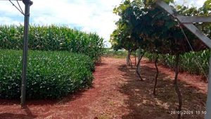 Secretaria de Agricultura de SP na 18ª Coopershow leva destaques em inovação e sustentabilidade para produtores rurais