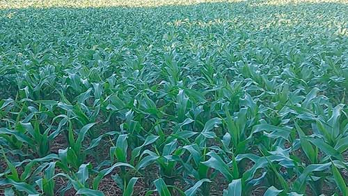 Agricultor catarinense aumenta produtividade de milho com uso de sementes com biotecnologia e solução biológica