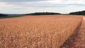 Índice de viabilidade de produção de culturas anuais pode contribuir para a sustentabilidade da agricultura
