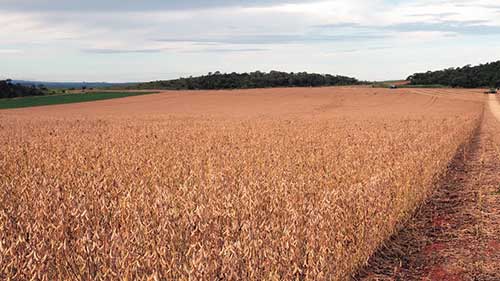  Índice de viabilidade de produção de culturas anuais pode contribuir para a sustentabilidade da agricultura