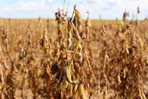 Manejo eficiente de plantas daninhas e pragas no final do ciclo da soja: como proteger sua colheita e garantir grãos com qualidade