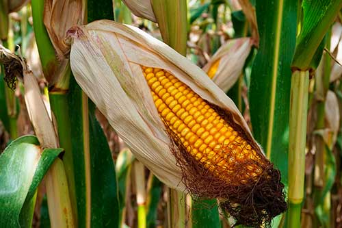 Goiás ganha protagonismo nacional no cultivo de grãos