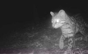 Goodyear e Onçafari destacam resultados do monitoramento de fauna em Americana/SP