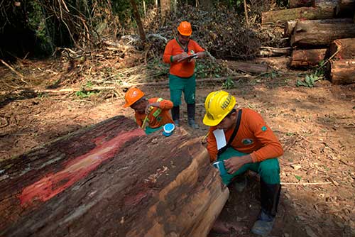 Estudo destaca aprendizados e soluções compartilhadas nos sistemas de concessões florestais entre Brasil, Indonésia e Congo