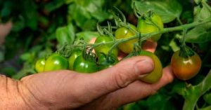 Com apoio da Klabin, Central de Cooperativas assina contrato com a Sapore e amplia fornecimento de hortifrúti aos restaurantes da Companhia