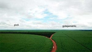 Figura 03: Sistema de irrigação por gotejamento Conhecer as características de cada equipamento, suas vantagens e limitações, é essencial para decidir qual sistema utilizar, onde aplicá-lo e, principalmente, quando. Normalmente, devido às características de aplicação de água e movimentação no canavial, o autopropelido é usado apenas como irrigação de salvamento. Ele é aplicado nos primeiros três meses do canavial (planta ou soca), distribuindo de 30 a 120 mm de água, com o objetivo de favorecer a germinação ou rebrota. Por isso, esse sistema é indicado para canaviais colhidos no início da safra. Para canaviais de meio e final de safra, os sistemas mais indicados são o pivô central e o gotejamento. E por que não pensar na harmonização entre os dois sistemas?