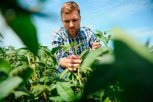 Como o produtor rural deve se preparar para aquisições de insumos em 2025