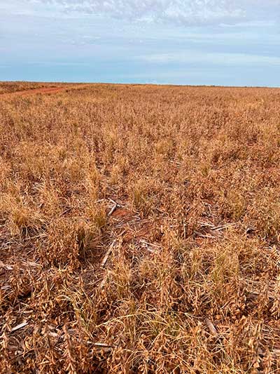 Como a dessecação pré-plantio do milho auxilia no controle de plantas daninhas Como a dessecação pré-plantio do milho auxilia no controle de plantas daninhas