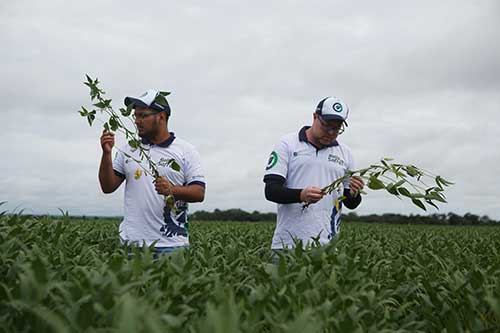 Impulsionada pelo clima favorável e aumento de área, safra de soja deve ser a maior da história