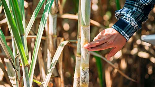 Síndrome da murcha da cana avança no Brasil e chega a impactar até 45% da produtividade no campo