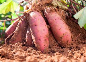 Secretaria de Agricultura de SP certifica Indicação Geográfica (IG) da batata-doce em Presidente Prudente