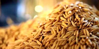 Brasil fecha 2024 com aumento das exportações de arroz beneficiado