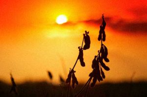 Soja Talks debate tecnologias para mitigar riscos climáticos na soja