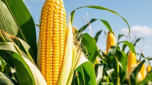Safrinha de milho 2025: sustentabilidade e biológicos impulsionam a produção