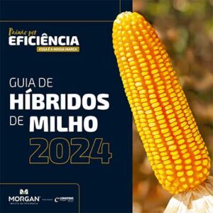 Híbridos da Morgan se destacam nos ensaios da Fundação ABC para a safra de verão 2024/25