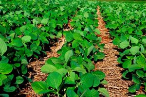 Defensivos biológicos unem sustentabilidade e produtividade para a soja mesmo em período de desafios climáticos
