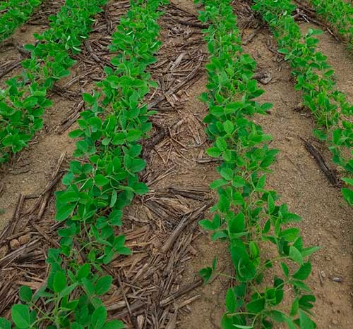 Cultivares resistentes a nematóides e de ciclo curto são, mais uma vez, tendência na próxima safra, segundo a SEEDCORP I HO