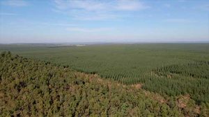 Unidade da Suzano em Ribas do Rio Pardo (MS) conclui curva de aprendizagem em tempo recorde