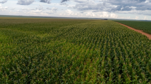 Agricultura brasileira enfrenta desafios climáticos, mas práticas sustentáveis podem ajudar na recuperação do solo