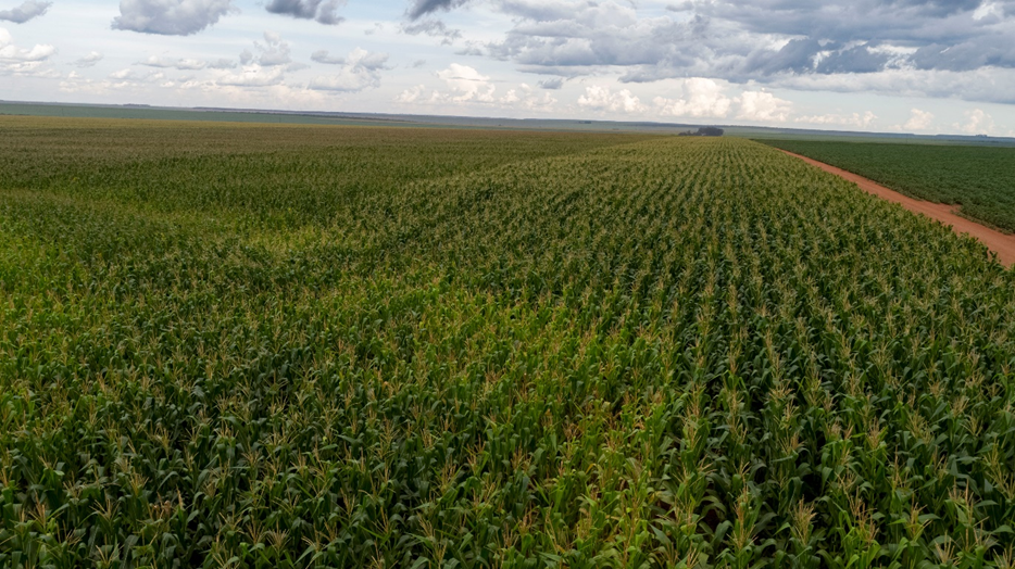 Agricultura brasileira enfrenta desafios climáticos, mas práticas sustentáveis podem ajudar na recuperação do solo Agricultura brasileira enfrenta desafios climáticos, mas práticas sustentáveis podem ajudar na recuperação do solo