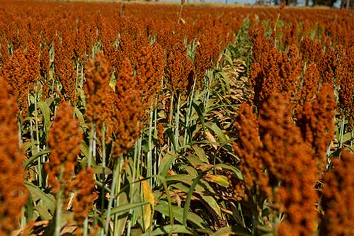 Sorgo igrowth é opção rentável para a cobertura de solo na reforma do canavial