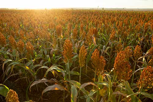 Sorgo igrowth é opção rentável para a cobertura de solo na reforma do canavial