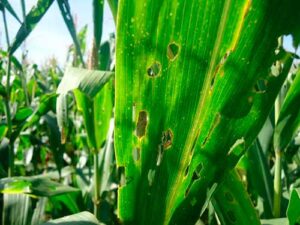 Restrições a defensivos químicos ameaçam agricultura na Europa, aponta especialista