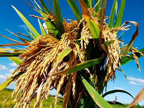 BASF aposta em soluções de manejo integrado na Abertura da Colheita do Arroz anexo 1