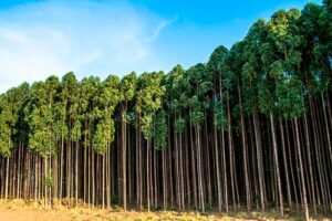 Psilídeo-de-concha pode causar perdas de até 30% nas plantações de eucalipto