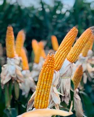 Mato Grosso do Sul recebe Programa para Incremento da Produtividade de Milho