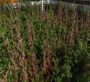 Na reta final da safra de soja 2024/25, caruru pode impactar a produtividade das lavouras da região Sul em até 80%