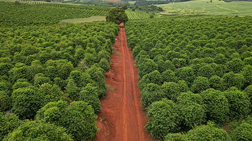 Café da Serra de Apucarana tem pedido do registro de IG protocolado no INPI