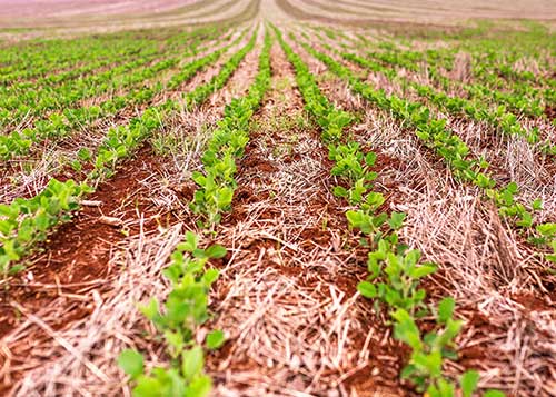 Novas variedades de soja aliam tolerância a herbicidas e resistência às principais pragas da cultura