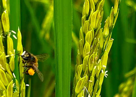  Abelhas têm impacto no peso e na produtividade em lavouras de arroz do centro-norte fluminense