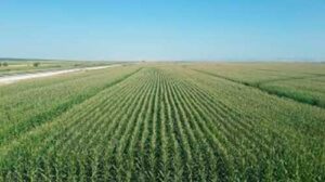 Estão abertas as inscrições do Getap para o Concurso de Produtividade no Milho Inverno 2025