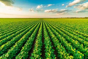 Safra de soja recorde para 2024/25: manejo e clima são cruciais para garantir produtividade