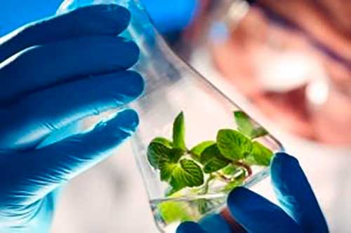 Endofíticos na agricultura: a próxima fronteira dos biológicos