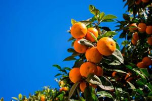 Minas Gerais se destaca no mercado de laranja em meio a queda da produção paulista; safra nacional projeto ano de recuperação