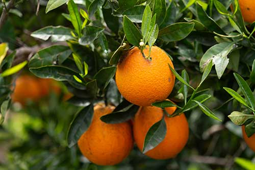 Minas Gerais se destaca no mercado de laranja em meio a queda da produção paulista; safra nacional projeto ano de recuperação