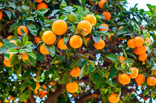 Minas Gerais se destaca no mercado de laranja em meio a queda da produção paulista; safra nacional projeto ano de recuperação