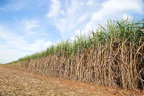 Tecnologia exclusiva impulsiona a eficiência fisiológica das plantas e a produtividade agrícola