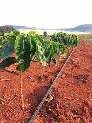 Gotejamento no Cerrado Mineiro: momento é ideal para investir via Barter e garantir segurança produtiva