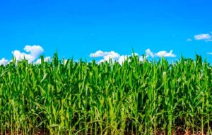 Ourofino Agrociência apresenta inovações no Dia de Campo C.Vale e lança fungicida premium Dotte