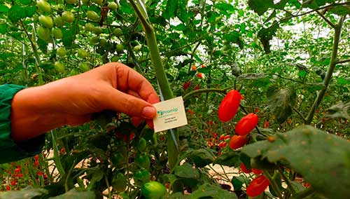 Uso de biológicos por produtores de frutas, legumes e verduras tende a crescer nos próximos anos